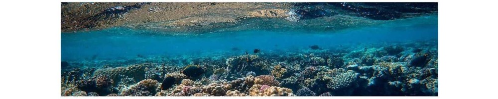 Pesca submarina - Scubatic